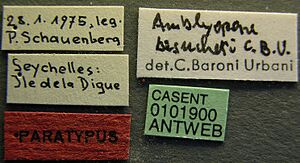 Amblyopone besucheti casent0101900 label 1.jpg