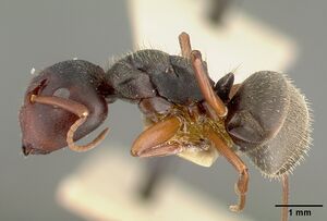 Camponotus planus castype00456-02 profile 1.jpg