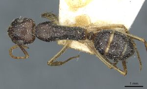Camponotus santosi casent0912040 d 1 high.jpg