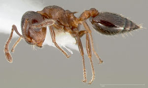 Crematogaster marioni casent0005670 profile 1.jpg