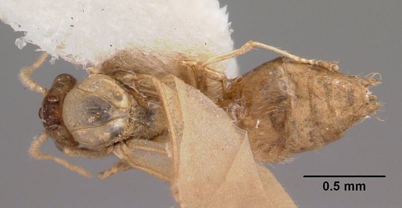 File:Crematogaster rasoherinae casent0104932 dorsal 1.jpg