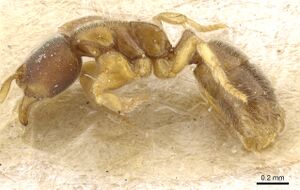 Cryptopone fusciceps casent0903919 p 1 high.jpg