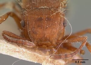 Meranoplus mayri casent0102067 head 1.jpg