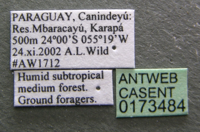 File:Myrmelachista arthuri casent0173484 label 1.jpg