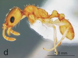 Nesomyrmex koebergensis P.jpg