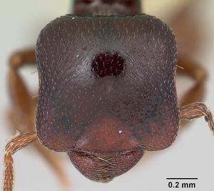 Phalacromyrmex fugax casent0103116 head 1.jpg