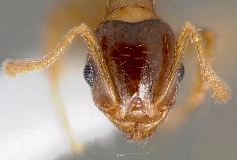 File:Pheidole cerebrosior casent0005754 head 1.jpg