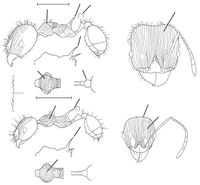 Pheidole hecate Wilson 2003.jpg