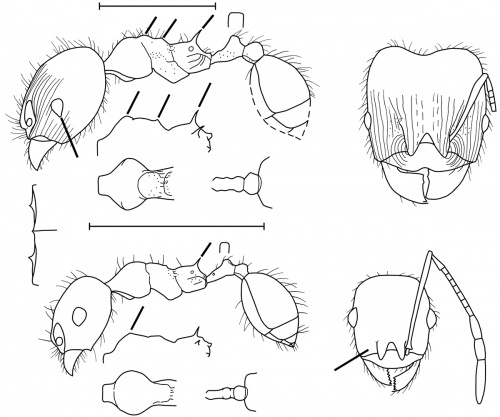 Pheidole noar Wilson 2003.jpg