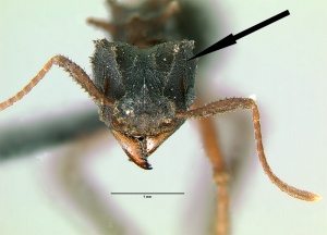 Trachymyrmex jamaicensis key 1a1.jpg