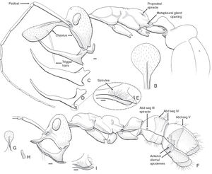 Linguamyrmex vladi - AntWiki