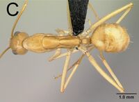 Camponotus atimo 43c.jpg