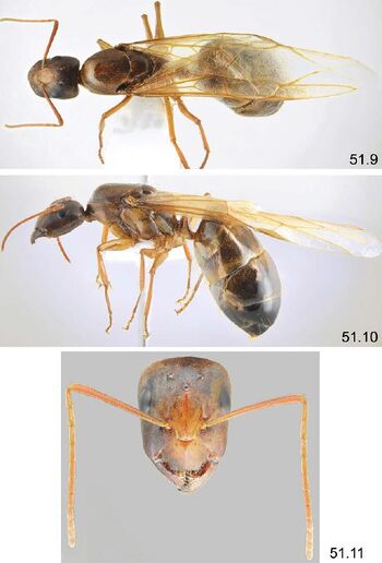 automontage image of Camponotus baldaccii queen