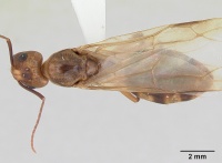 Camponotus conspicuus zonatus casent0173222 dorsal 1.jpg