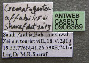 Crematogaster affabilis casent0906369 l 1 high.jpg