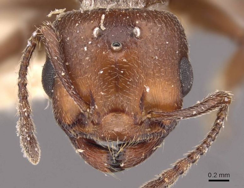 File:Crematogaster ancipitula casent0908498 h 1 high.jpg