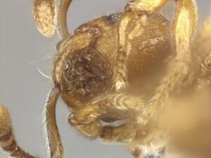 Lasiomyrmex sinensis paratype (1) mouthparts.jpg