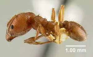 MCZ-ENT00009077 Pheidole texana hal.jpg