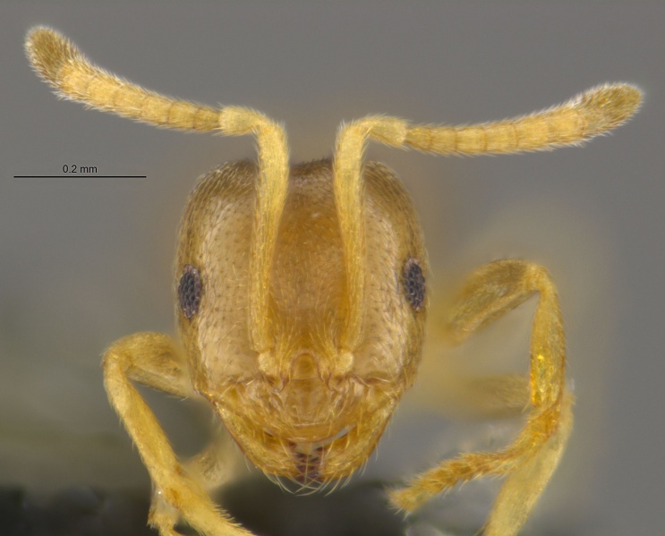 File:MCZ-ENT00672722 Brachymyrmex depilis hef.jpg