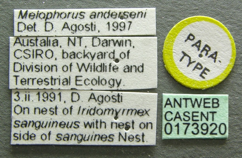 File:Melophorus anderseni casent0173920 label 1.jpg
