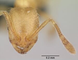 Monomorium sechellense casent0060362 head 1.jpg