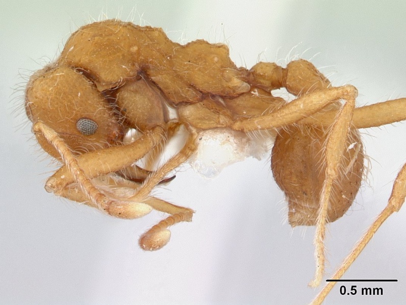 File:Mycetagroicus cerradensis casent0178478 profile 1.jpg