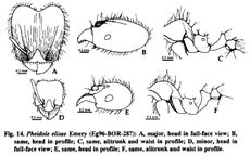 Pheidole elisae.jpg