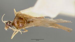 Pheidole williamsi castype00444-02 dorsal 1.jpg