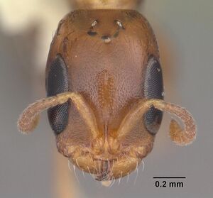 Pseudomyrmex ejectus casent0103836 head 1.jpg