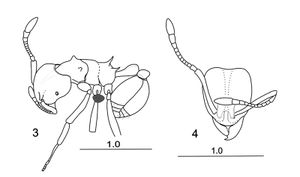 Radchenko-&-Dlussky-2011-4Boltonidris-mirabilis.jpg