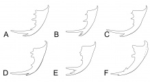 Diagrammatic representation of Rhopalothrix mandibles. A. R. andersoni, R. isthmica, R. megisthmica (part), R. therion. B. R. atitlanica, R. megisthmica (part), R. triumphalis. C. R. stannardi. D. R. nubilosa, R. subspatulata. E. R. weberi. F. R. apertor.