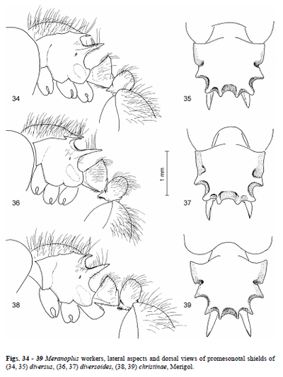 Key to Meranoplus diversus group workers - AntWiki