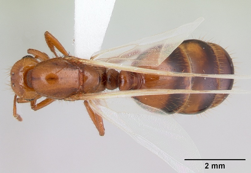 File:Solenopsis macdonaghi casent0178138 dorsal 1.jpg