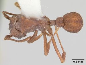 Trachymyrmex carinatus casent0103159 dorsal 1.jpg