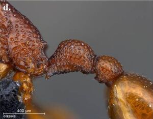 Tyrannomyrmex rex F1d.jpg