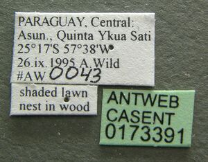 Camponotus atriceps casent0173391 label 1.jpg