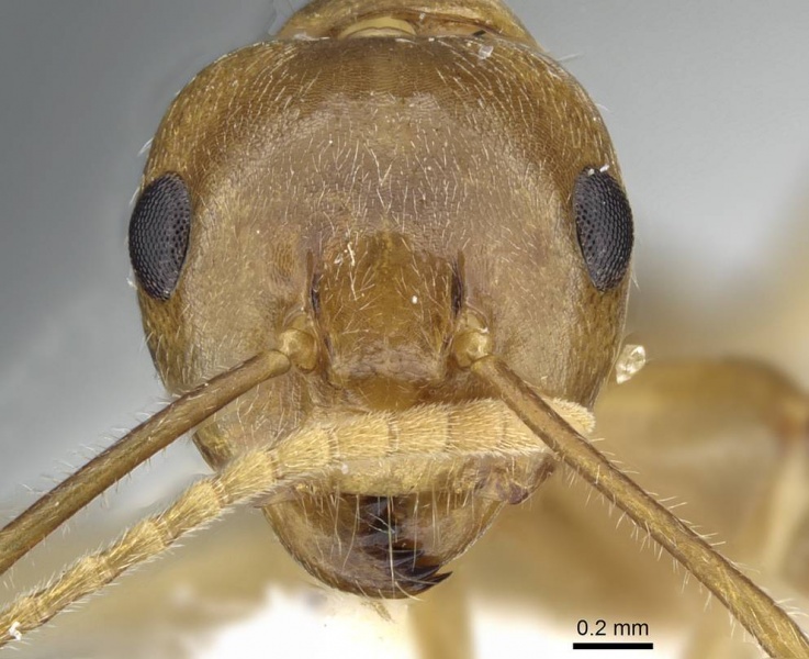 File:Camponotus khaosokensis casent0905892 h 1 high.jpg