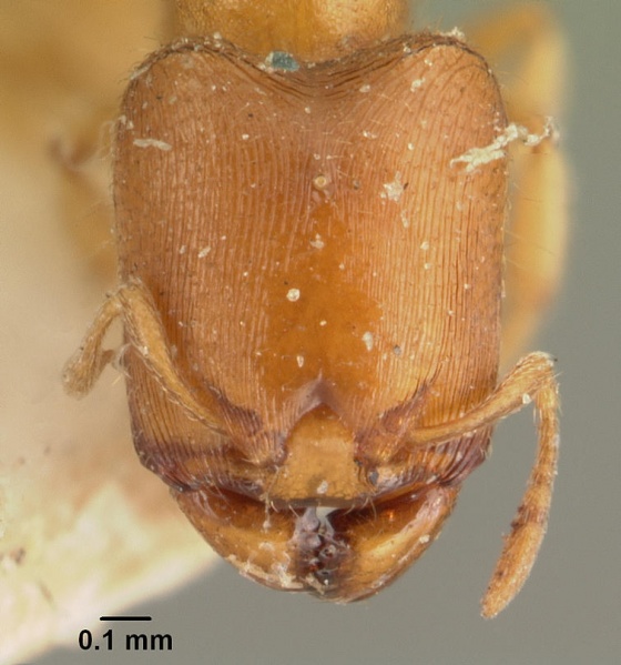 File:Carebara nosindambo casent0101633 head 1.jpg