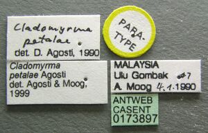 Cladomyrma petalae casent0173897 label 1.jpg