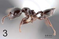 Crematogaster indosinensis F3.jpg