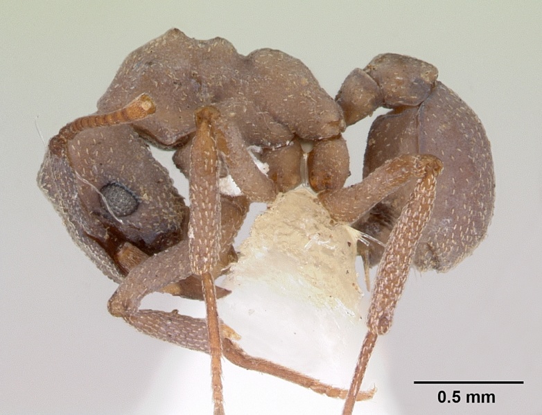 File:Cyphomyrmex nesiotus jtlc000009386 profile 1.jpg