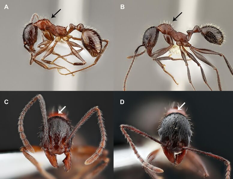 File:Dong, M.-S., Hong, E.-J. et al. 2020. Taxonomic study on Aphaenogaster lepida, Fig. 1.jpg