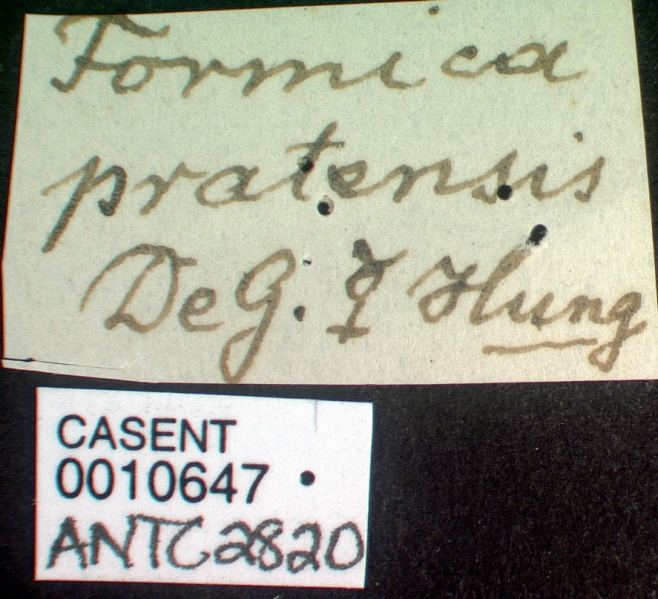 File:Formica pratensis casent0010647 label 1.jpg