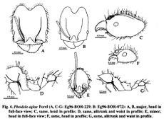 Pheidole aglae.jpg