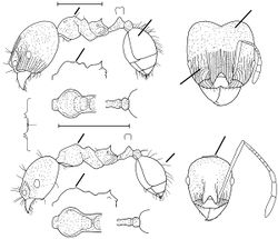 Pheidole plato Wilson 2003.jpg