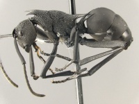 Polyrhachis-armata-HUMCZ001L1.jpg