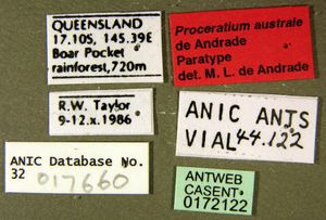 Proceratium australe casent0172122 label 1.jpg