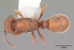 Proceratium croceum casent0104440 dorsal 1.jpg