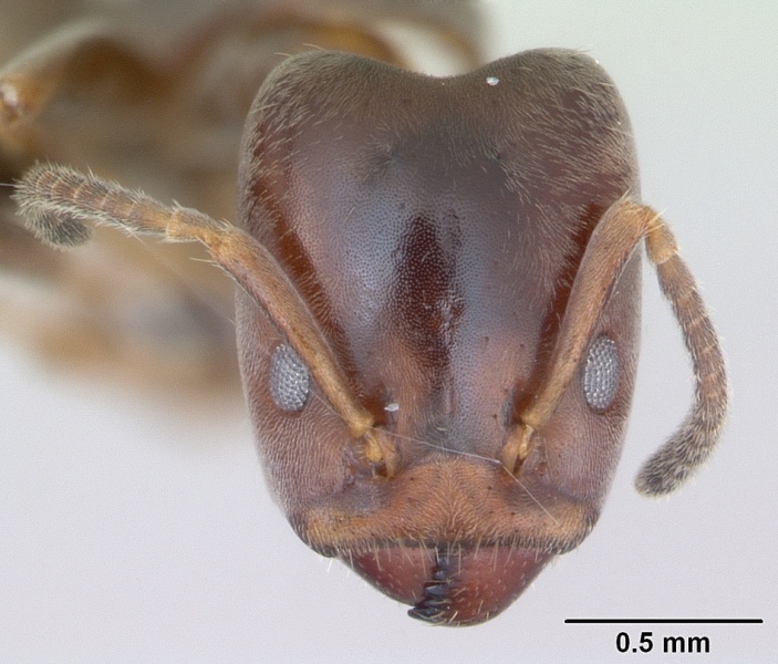 File:Azteca luederwaldti casent0173829 head 1.jpg