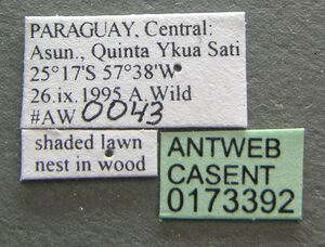 Camponotus atriceps casent0173392 label 1.jpg